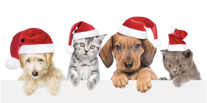 Christmas Pet Gifts: Perfect Surprises for Your Furry Friends